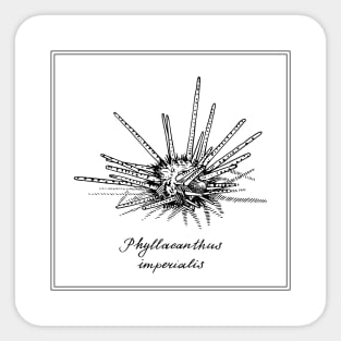 Phyllacanthus Imperialis or Sputnik Urchin. Retro style illustration. Sticker